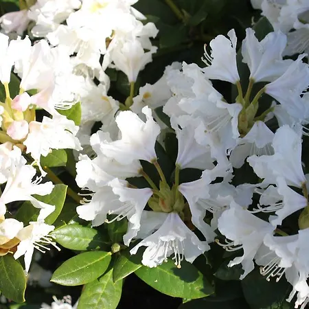 Kanuhof